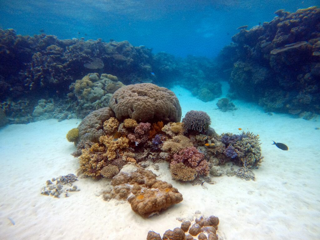 Coral reefs
Ocean acidification
Daniel Pelaez Duque