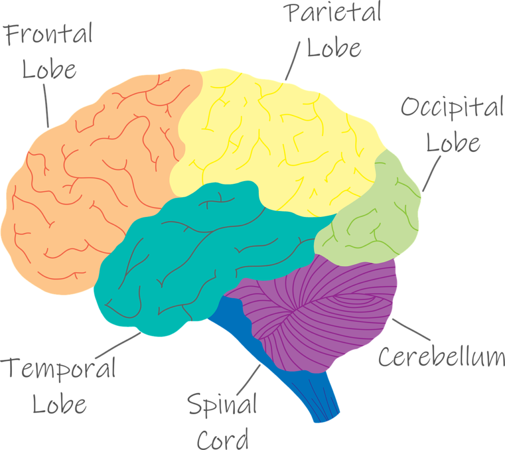 Willpower brain anterior mid-cingulate cortex
Brickbard