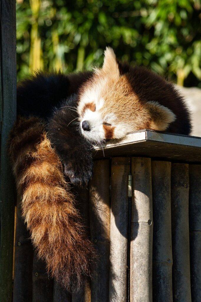 Red panda sleeping
Importance of good hygiene of sleep
Anrita1705